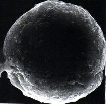 triodanis